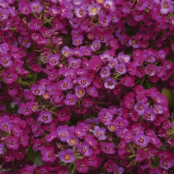 Alyssum - Clear Crystal Purple 4&quot;