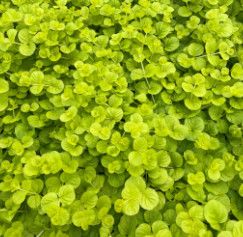 Lysimachia &#39;Aurea&#39; Creeping Jenny 4&quot;