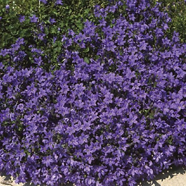 Campanula &#39;Birch Hybrid&#39; 1 qt