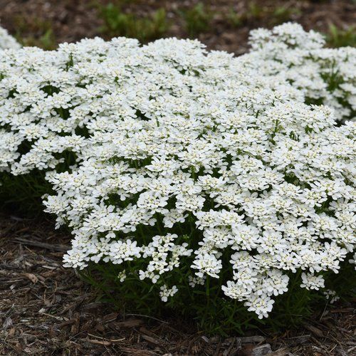 Iberis 'Snowsation' Candytuft 1 qt