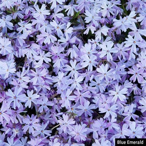 Creeping Phlox &#39;Emerald Blue&#39; 1 qt