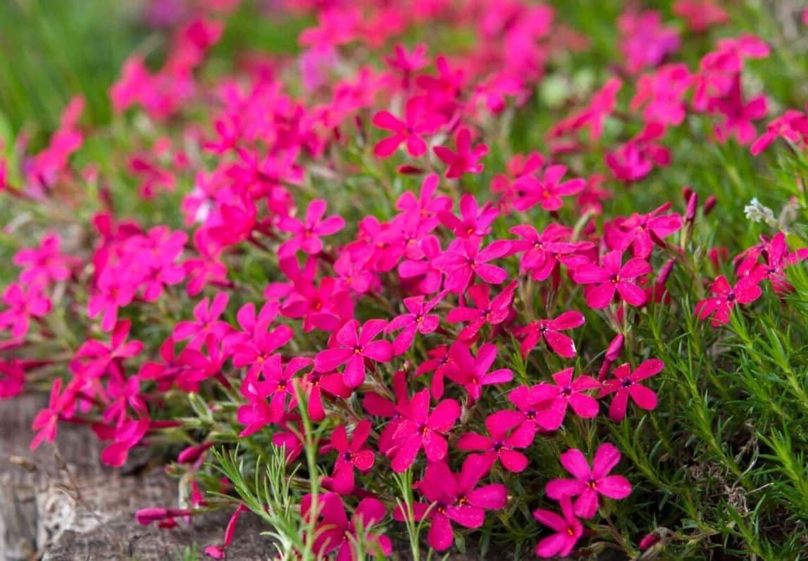 Creeping Phlox &#39;Red Wings&#39; 1 qt