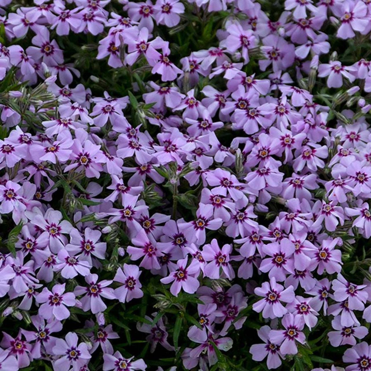 Creeping Phlox &#39;Eye Candy&#39; 1 qt