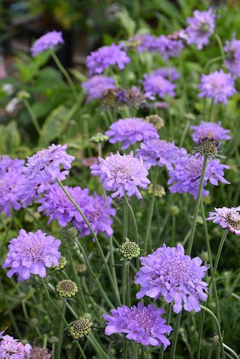 Scabiosa Pincushion &#39;Flutter Deep Blue&#39; 1 qt