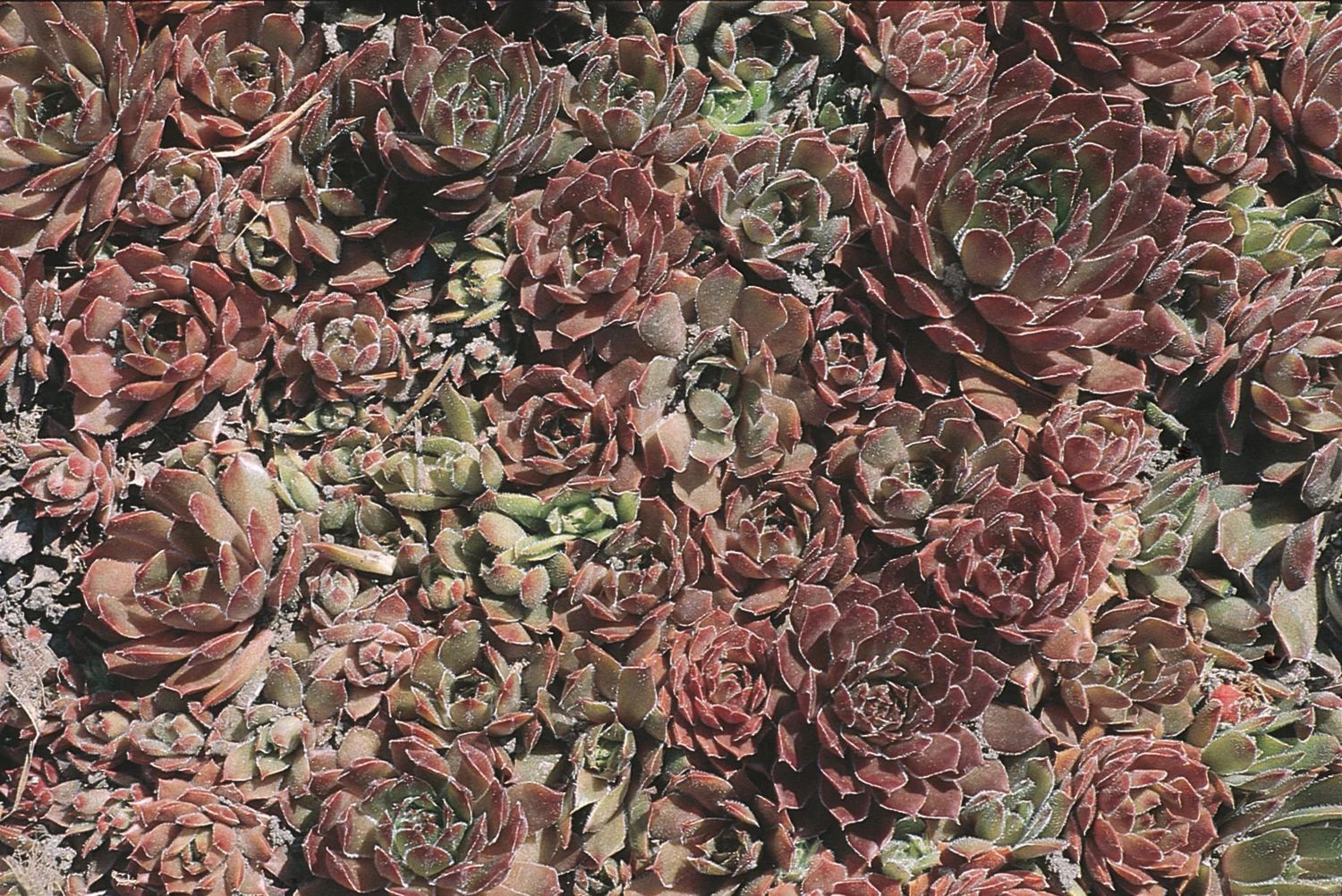 Hens and Chicks - Sempervivum &#39;Clara Noyes&#39; 1 qt