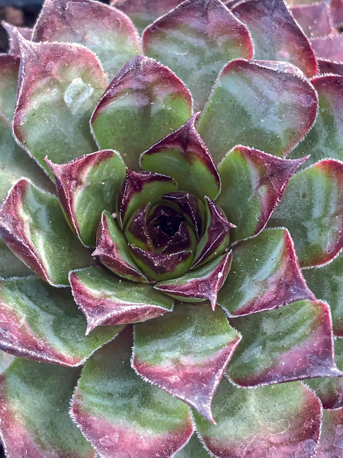 Hens and Chicks - Sempervivum &#39;Dynamo&#39; 1 qt