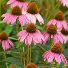 Cone Flower 'Echinacea Purple' 1 gal (native)
