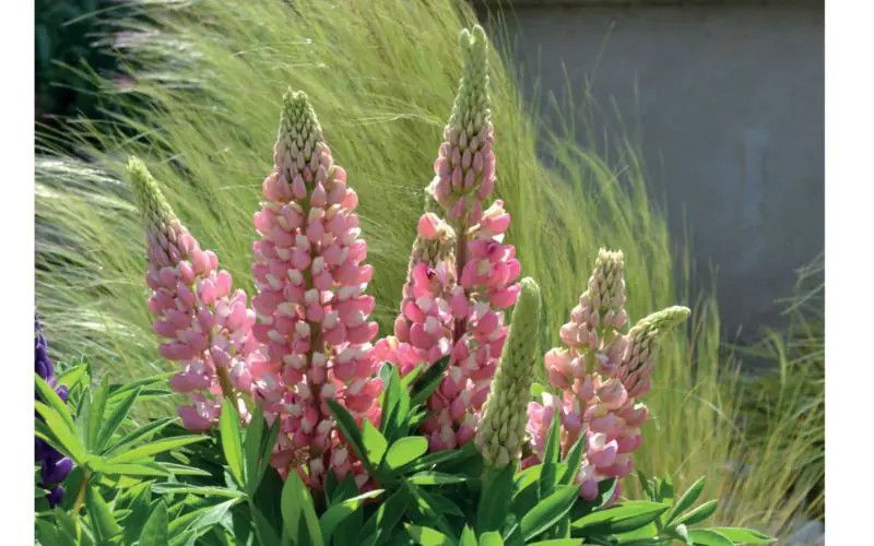 Lupine &#39;Mini Gallery Pink Bicolour&#39; 1 gal