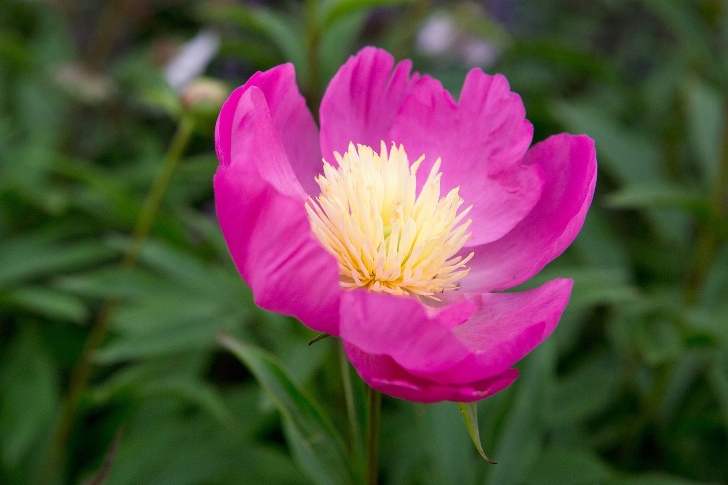 Peony &#39;Bowl of Love&#39; 2 gal