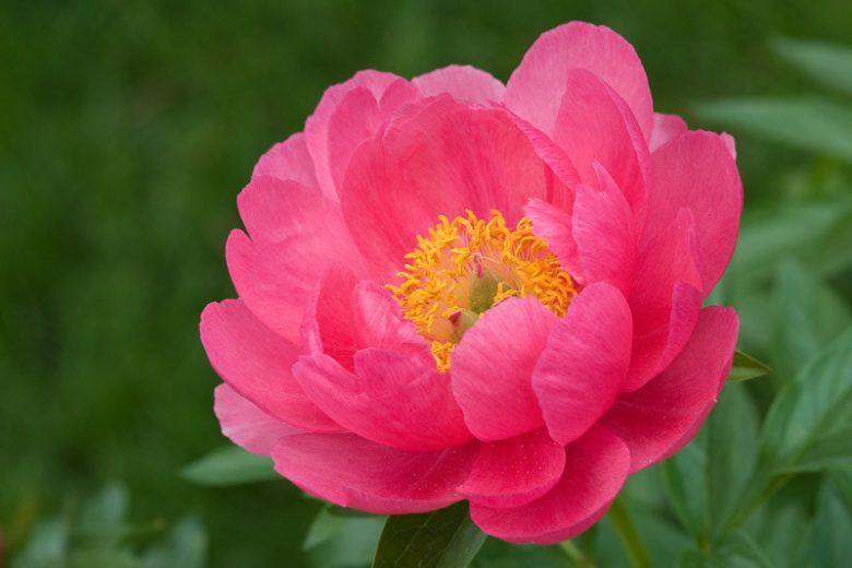Peony &#39;Cytherea&#39; 2 gal