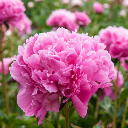 Peony &#39;Edulis Superba&#39; 2 gal