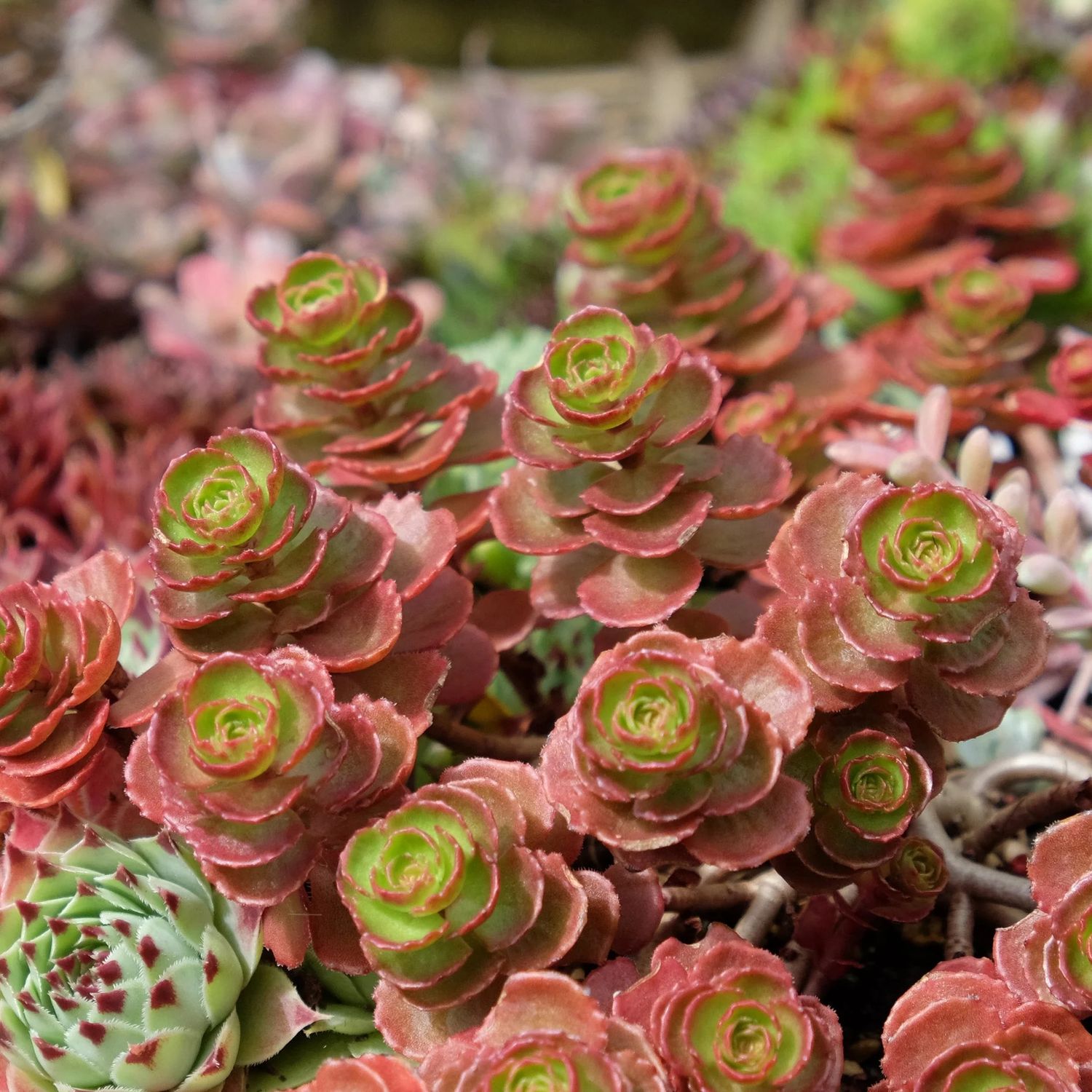 Stonecrop - Sedum &#39;Dragons Blood&#39; 1 qt