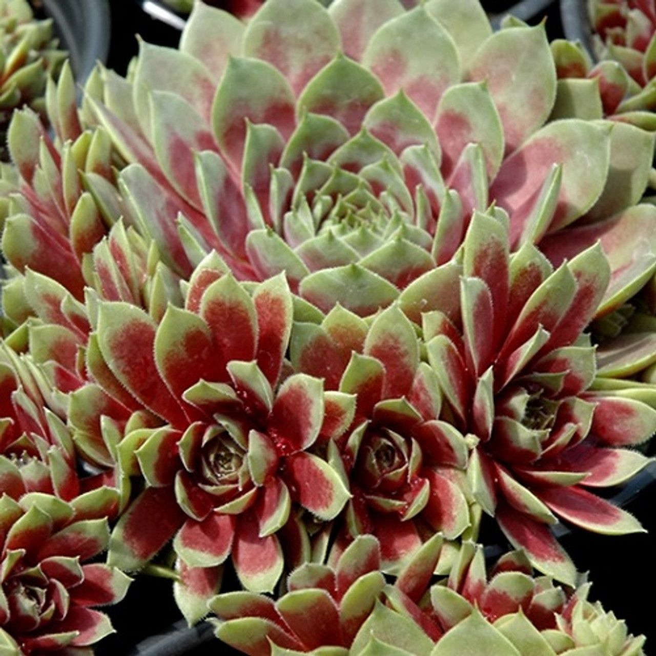 Hens and Chicks - Sempervivum &#39;Commander Hay&#39; 1 qt