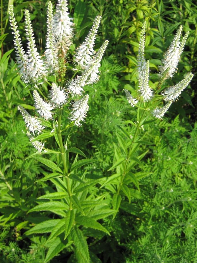 Culver's Root 'Veronicastrum virginicum' 1 gal (native)