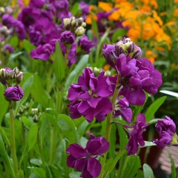 Stocks &#39;Harmony Violet&#39; 4.5&quot;
