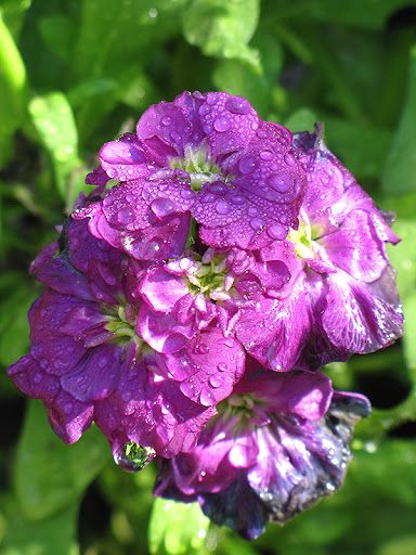 Stocks &#39;Harmony Purple&#39; 4.5&quot;