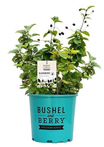 Blackberry &#39;Baby Cakes&#39; 2 qt