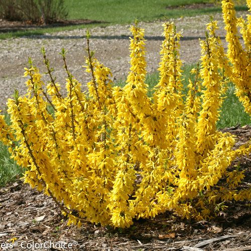 Forsythia &#39;Show Off Sugar Baby&#39; 2 gal PW