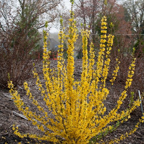 Forsythia &#39;Show Off Starlet&#39; 8&quot; PW