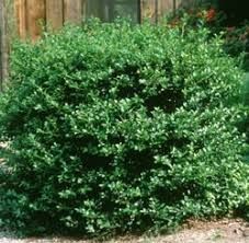 Ilex &#39;Southern Gentleman&#39; Winterberry 2 gal