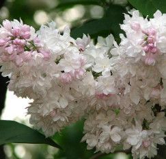 Lilac 'Krasavitsa Beauty of Moscow' 7 gal