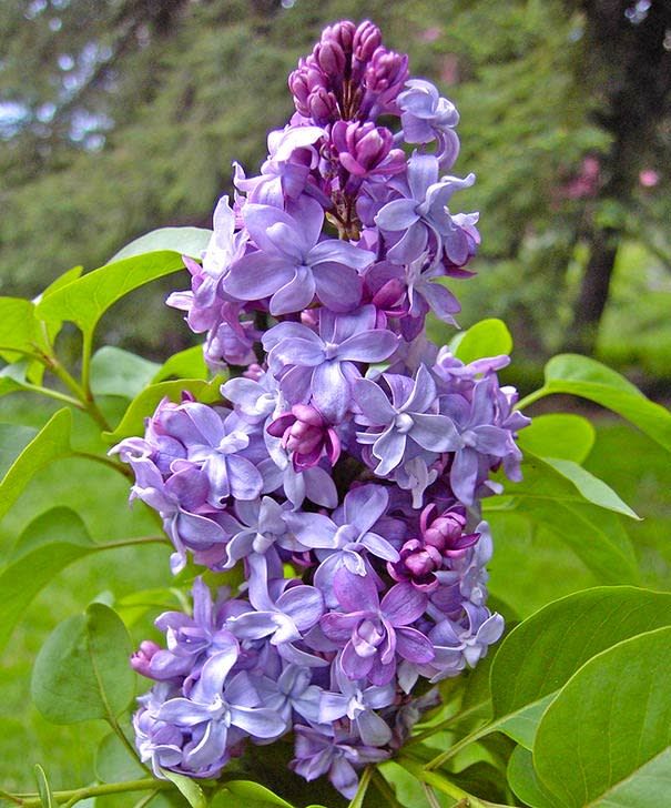 Lilac 'Nadezhda' 5 gal