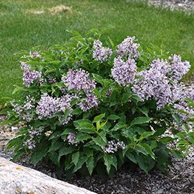 Lilac &#39;Little Lady&#39; 2 gal