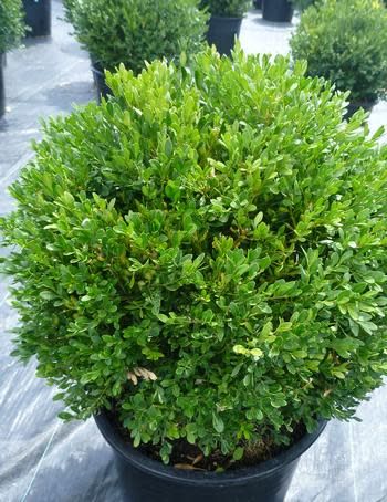 Boxwood &#39;Green Gem&#39; 40cm 5 gal