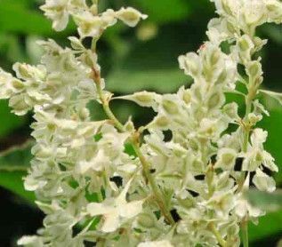 Silverlace Vine &#39;Polygonum aubertii&#39; 1 gal