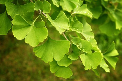 Maidenhair Tree (Ginkgo) 7&#39; Potted