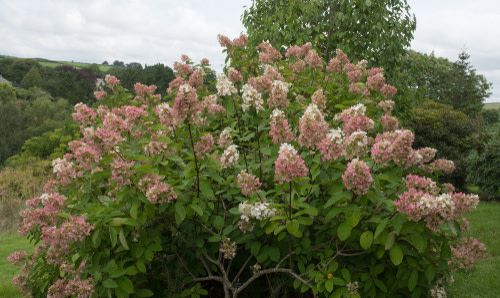 Hydrangean Standard &#39;Pink Diamond&#39; 3&#39;