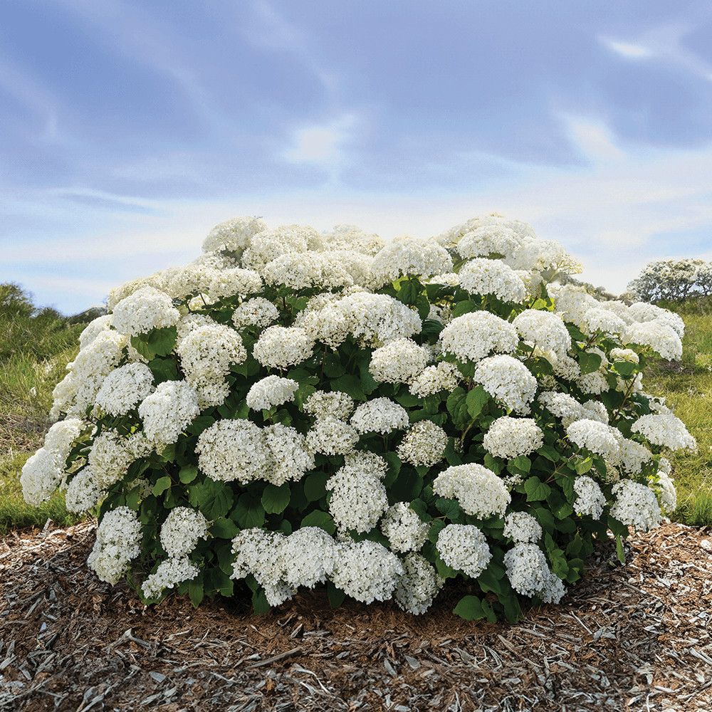 Hydrangea &#39;FlowerFull&#39; 2 gal