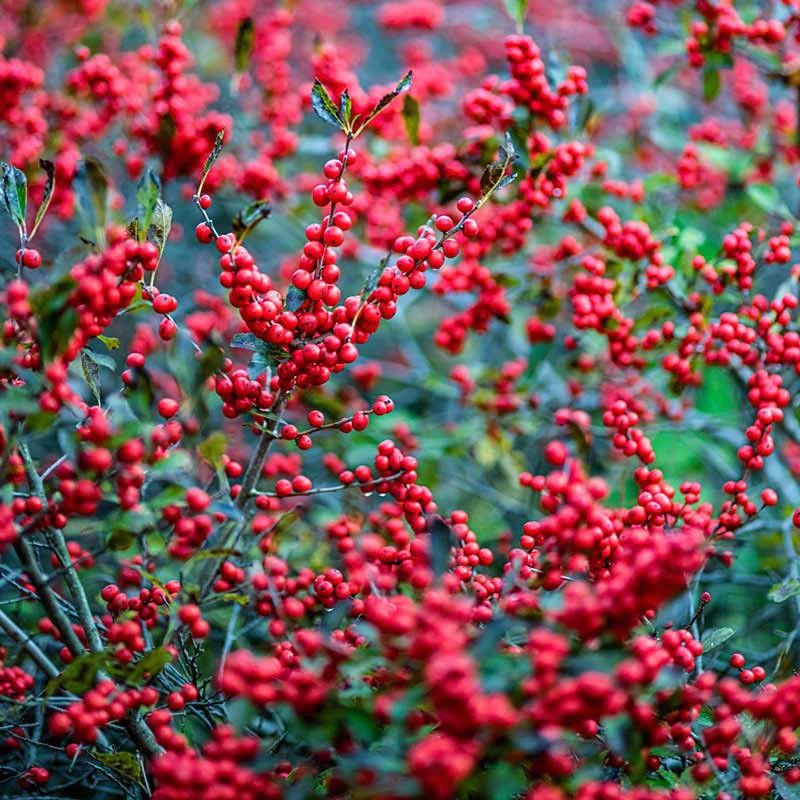Ilex &#39;Winter Red&#39; Winterberry 2 gal