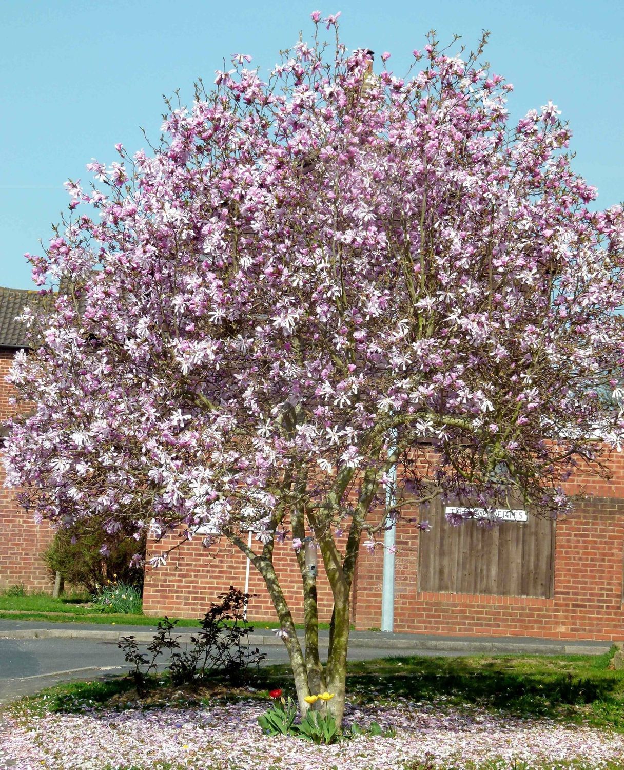 Magnolia &#39;Leonard Messel&#39; 7 gal