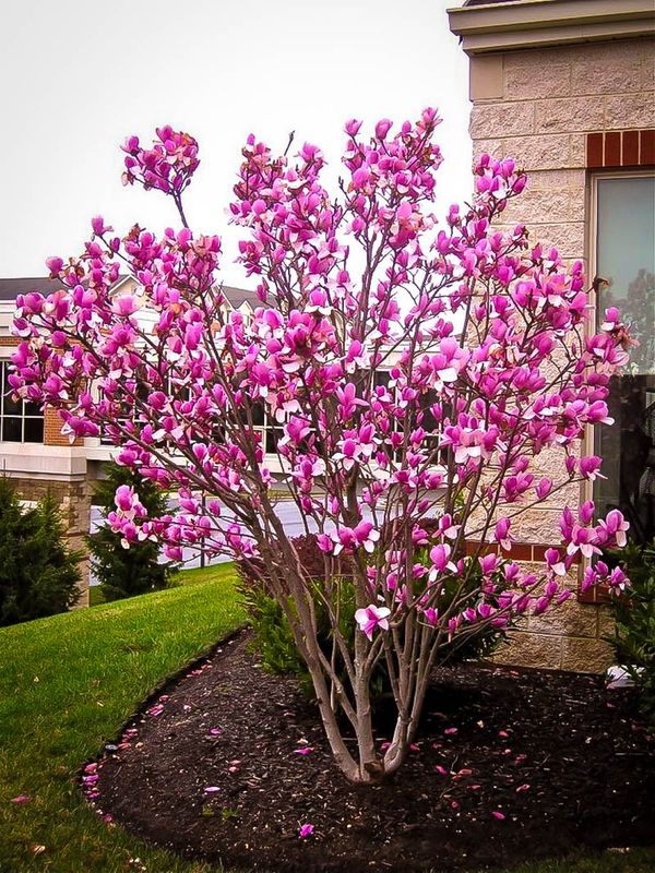 Magnolia &#39;Susan&#39; 7 gal Potted