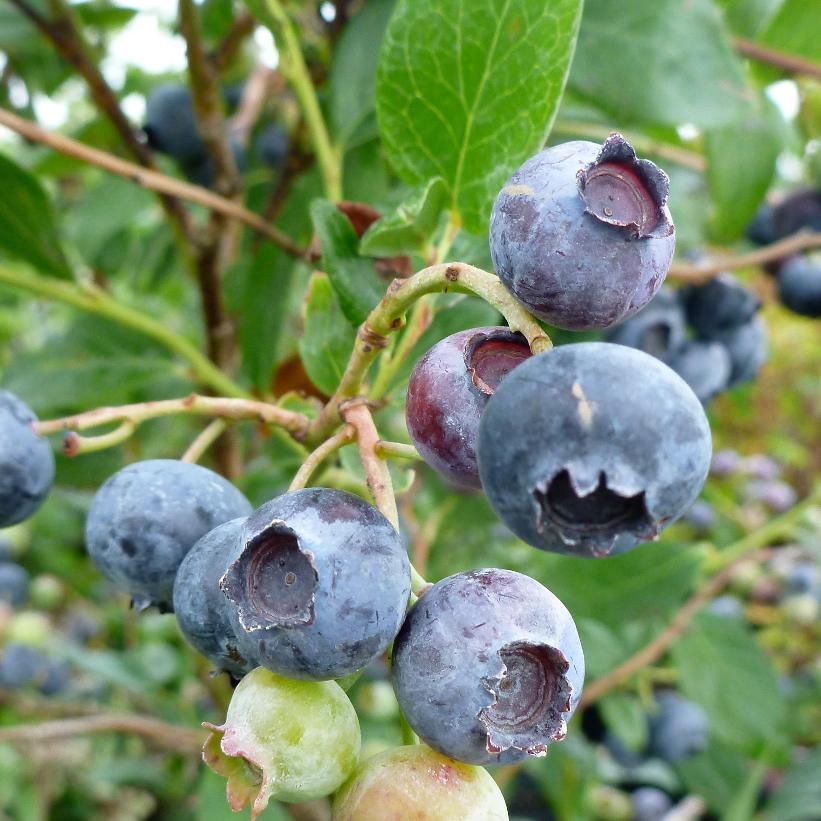 Blueberry - Vaccinium &#39;Duke&#39; 2 gal