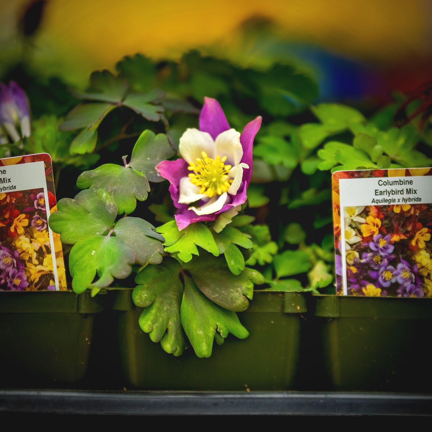 Columbine &#39;Aquilegia Early Bird Mix&#39; 4&quot;