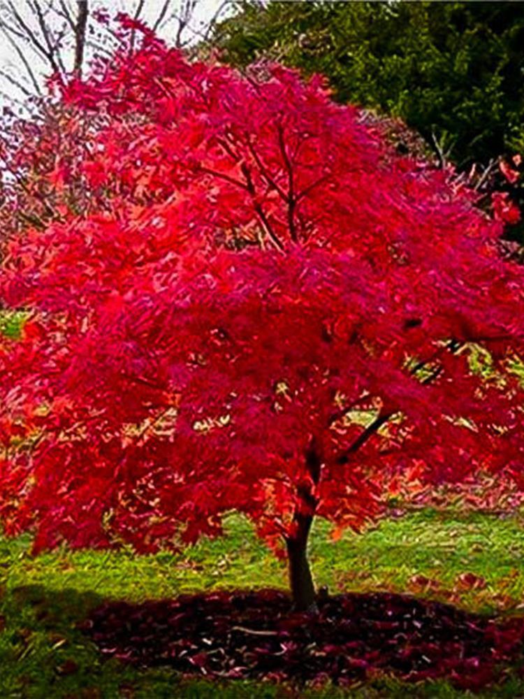 Amur Maple Clump &#39;Flame&#39; 2-3&#39; 7 gal Potted