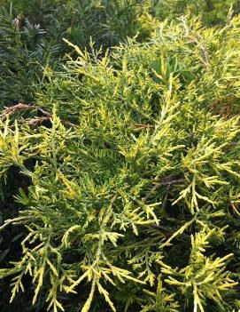 Juniper &#39;Old Gold&#39; 3 gal