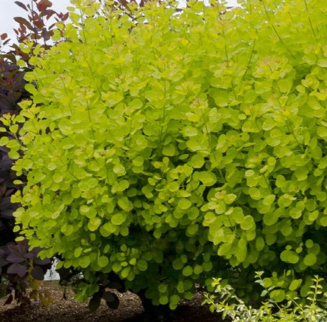 Smokebush &#39;Golden Spirit&#39; 3 gal