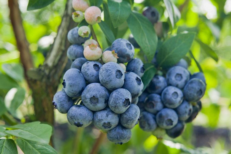 Blueberry - Vaccinium &#39;Chandler&#39; 2 gal