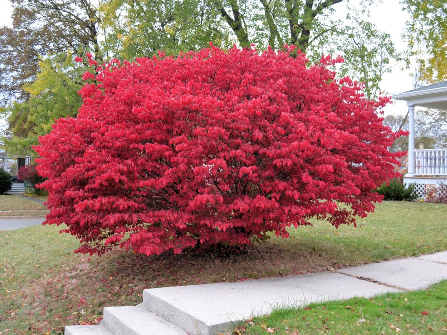 Euonymus &#39;Compactus&#39; Dwarf Burning Bush 2 gal