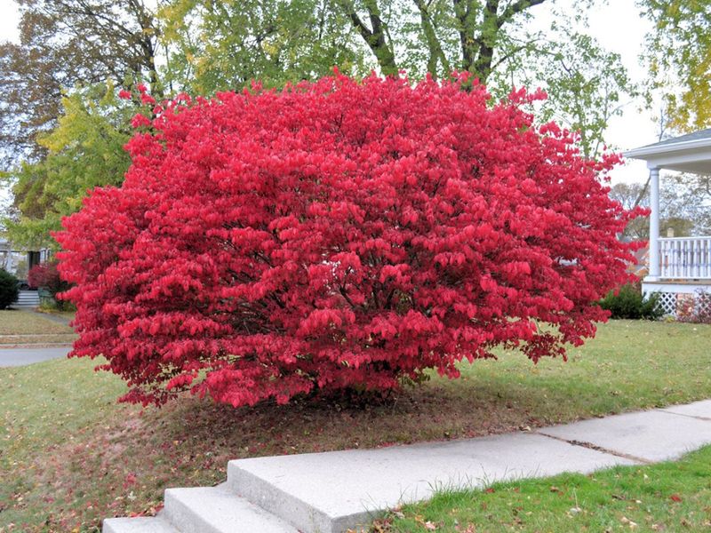 Euonymus &#39;Compactus&#39; Dwarf Burning Bush 2 gal