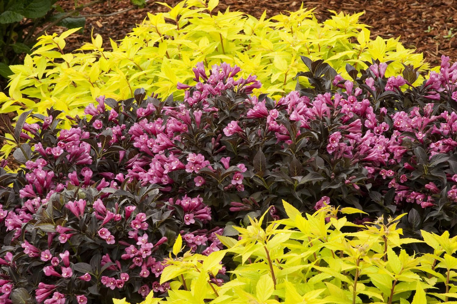 Weigela &#39;Dark Horse&#39; 2 gal