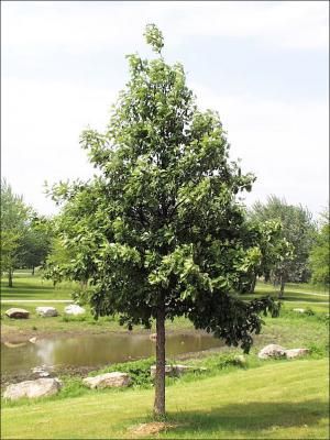 Quercus bicolor &#39;Swamp White Oak&#39; 7.5&#39; Potted