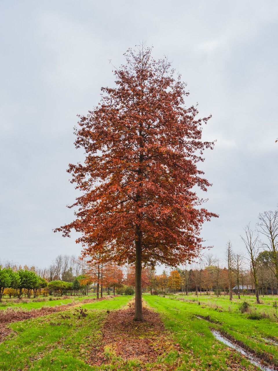 Quercus palustris &#39;Pin Oak&#39; 6&#39; Potted