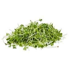 Arugula Micro Organic 5&quot;