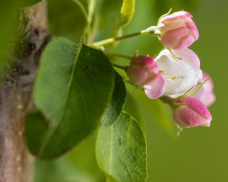 Crabapple &#39;Green Wall Columnar - 4&#39; Potted