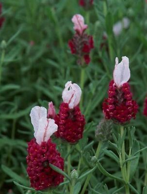Lavender &#39;Kew Red&#39; 4&quot;