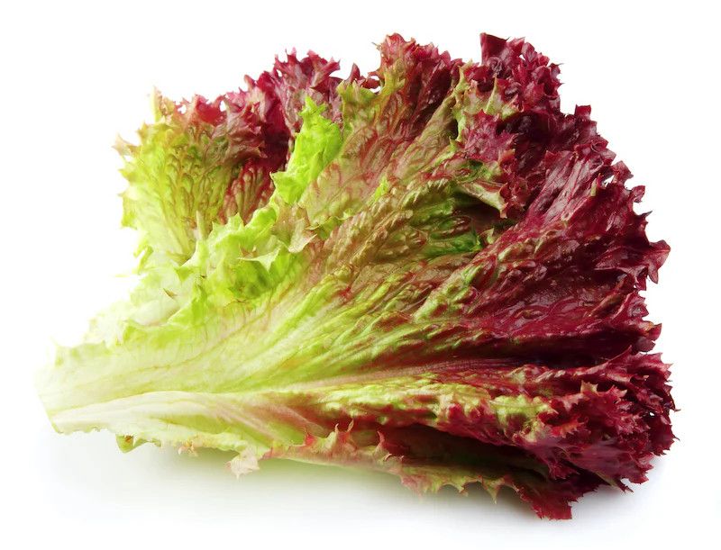 Organic Lettuce Red Leaf 4.5&quot;